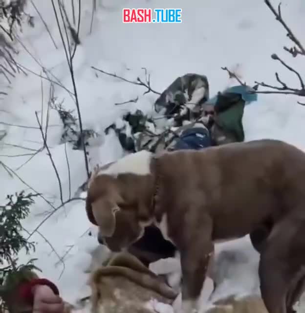  В Индии пёс четыре дня сидел рядом с телами погибшего хозяина и его брата