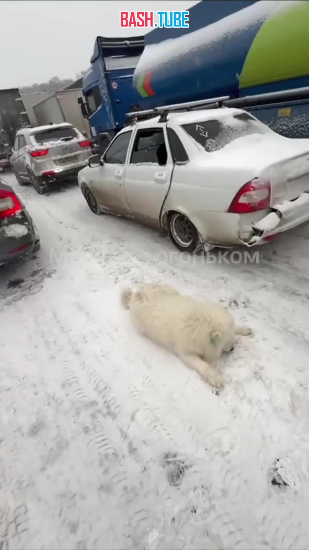  Обстановка на МКАД: собака отдыхает на дороге, пока машины стоят в пробке