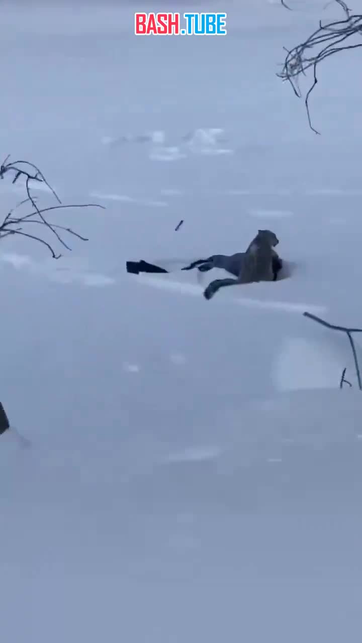  В Китае ирбис атаковал туриста, который возвращался с лыжной прогулки в отель