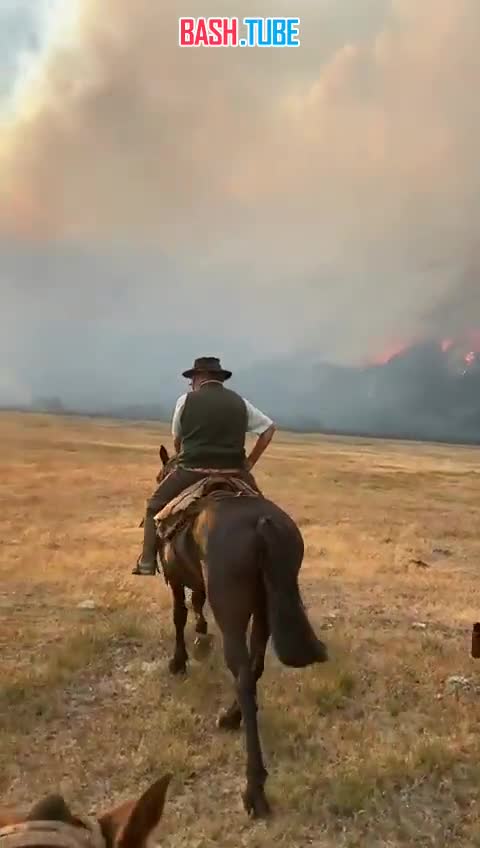  Рекордное количество леса выгорело в лесных пожарах в Аргентине