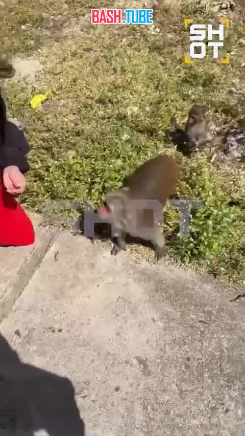  Агрессивная обезьяна напала на россиянку во Вьетнаме