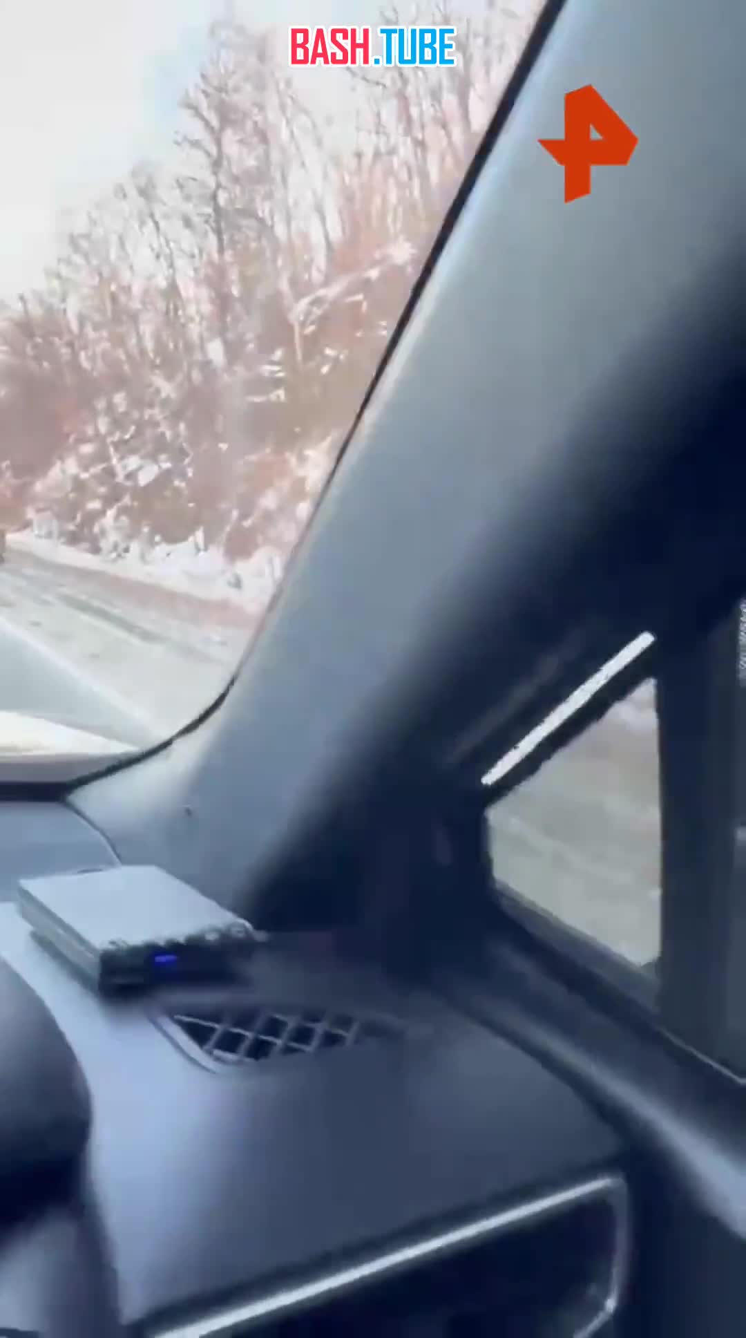  Тигры окружили автомобилиста в Приморье