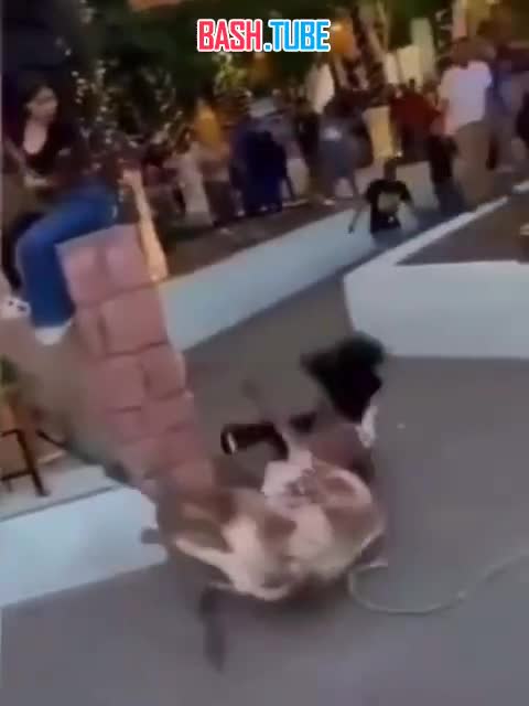  В Мексике во время традиционного фестиваля корриды разъяренный бык набросился на хрупкую девушку