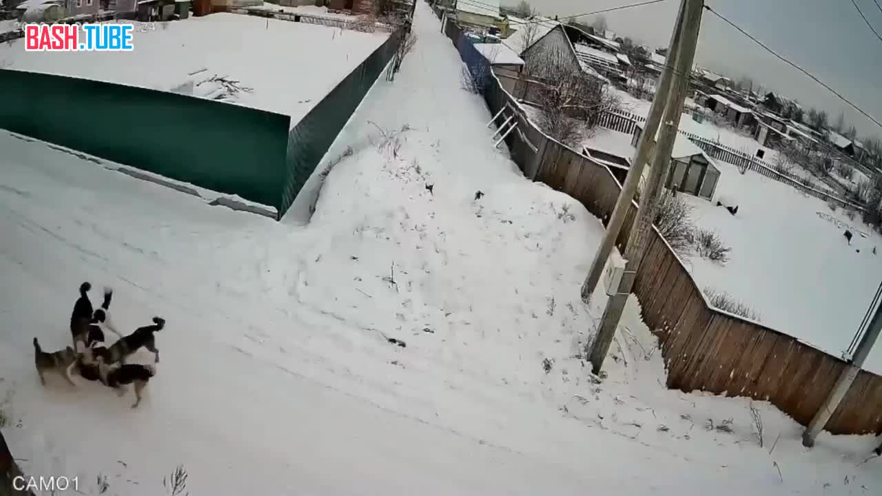  В Красноярске стая бездомных собак насмерть загрызла пса, пробегавшего мимо