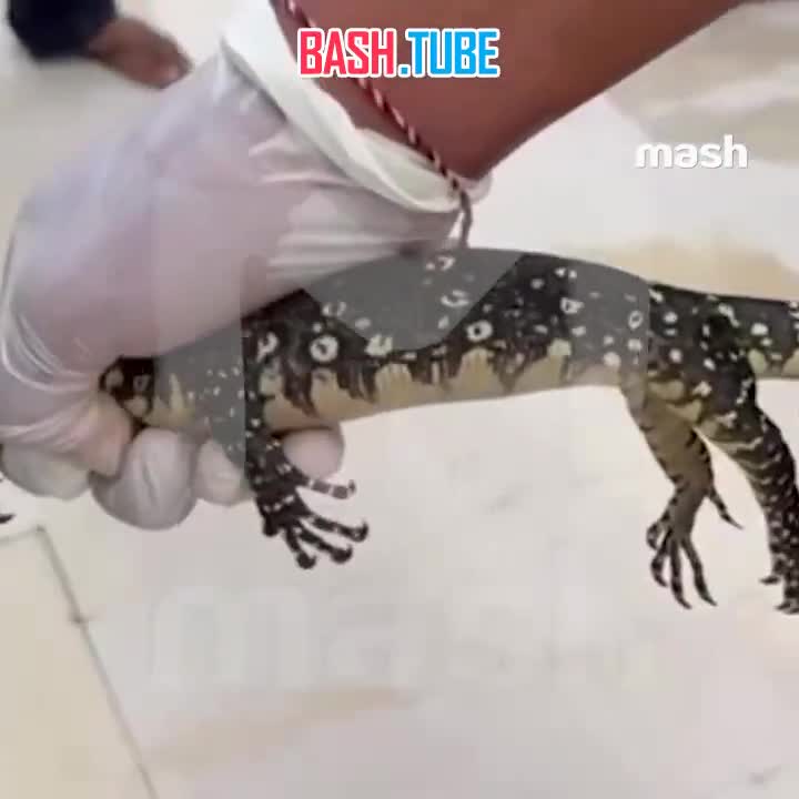  Здоровенный варан выполз из унитаза на Бали и напугал йога-терапевта-коуча-сексолога из России