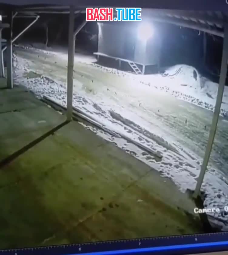  Тигр разорвал собаку возле магазина в селе Приморья