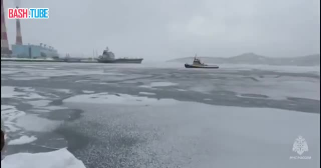  Собак унесло в открытое море на Камчатке