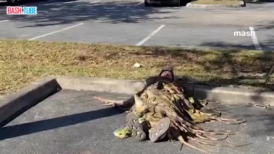  Замёрзший американец укрылся одеялом из зелёных игуан - чтобы согреться в лютый мороз -4 во Флориде