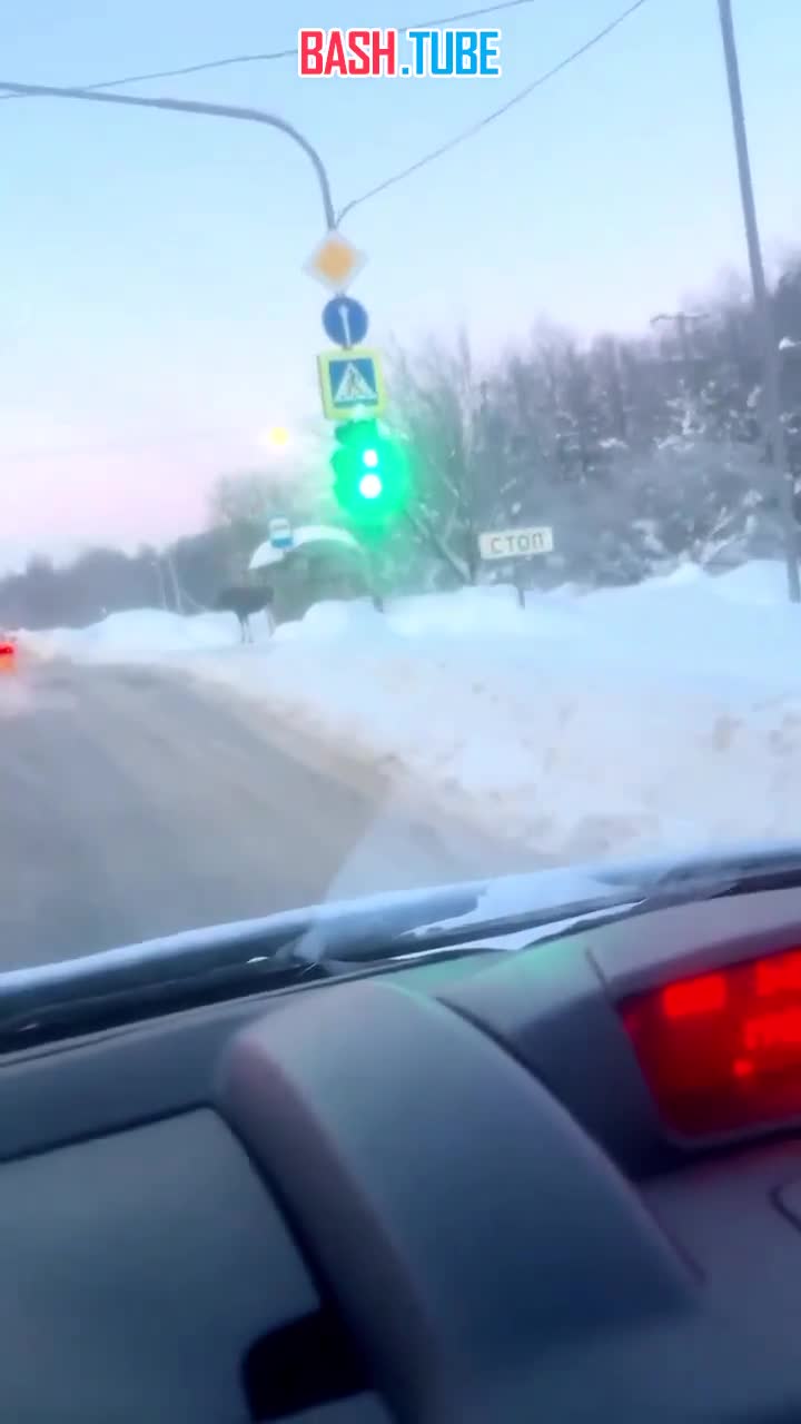  Из-за аномальных морозов лоси массово выходят к жителям Подмосковья