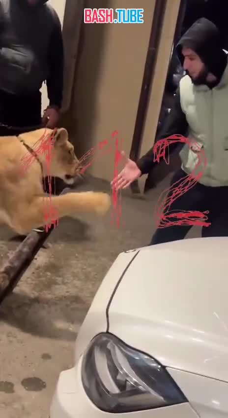  Лев накинулся на парня прямо на улице Махачкалы