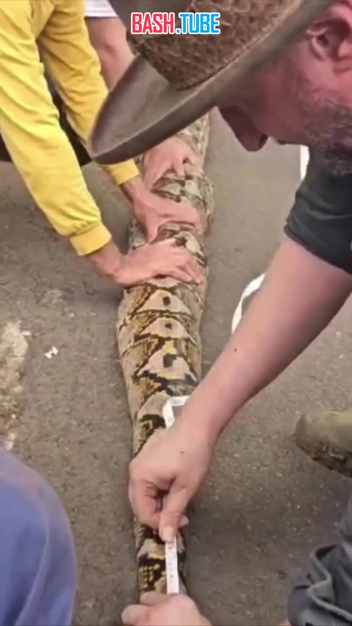  Гигантская самка питона Баронесса из Индонезии стала самой длинной змеей в мире