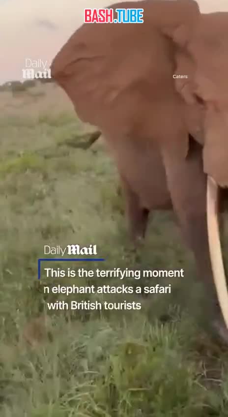  Слон с разбегу протаранил автобус с туристами во время сафари-тура в африканской Танзании