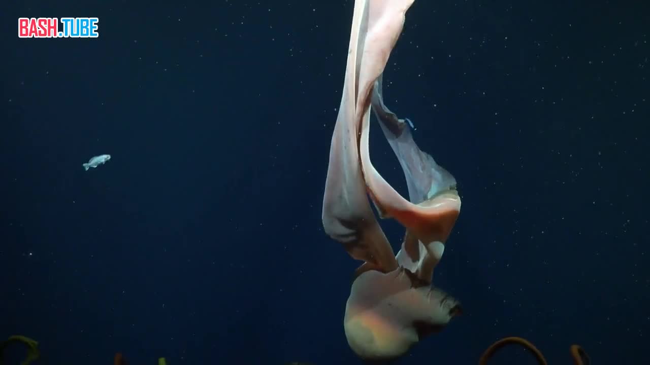  Крайне редкую гигантскую медузу-призрака Stygiomedusa gigantea сняли на видео у берегов Аргентины