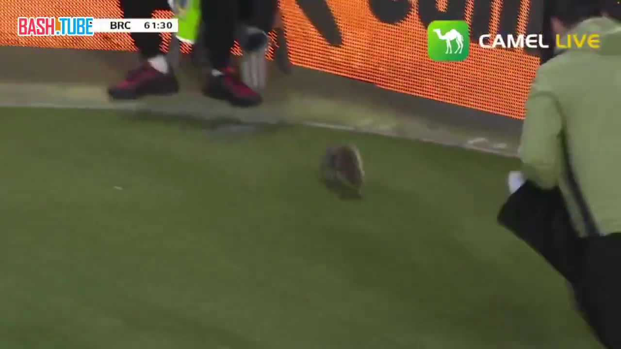  В Англии футбольный матч прервали из-за неожиданного «игрока» - на поле выбежала белка