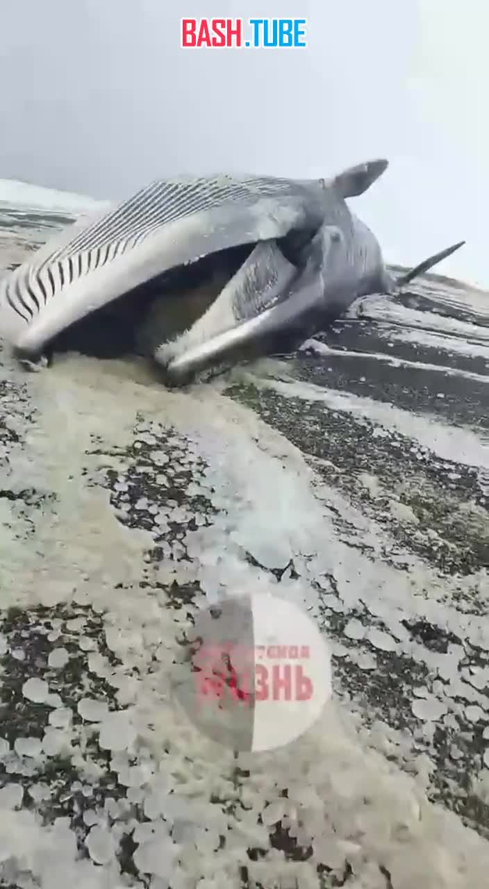  На побережье Камчатки обнаружили выброшенного на берег кита