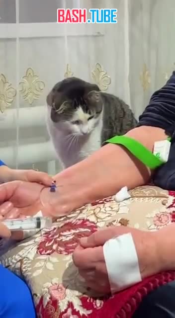  Котик из Дагестана стал звездой соцсетей