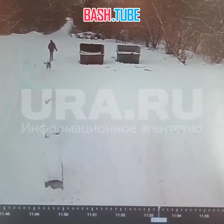  Стая бездомных собак терроризирует челябинцев