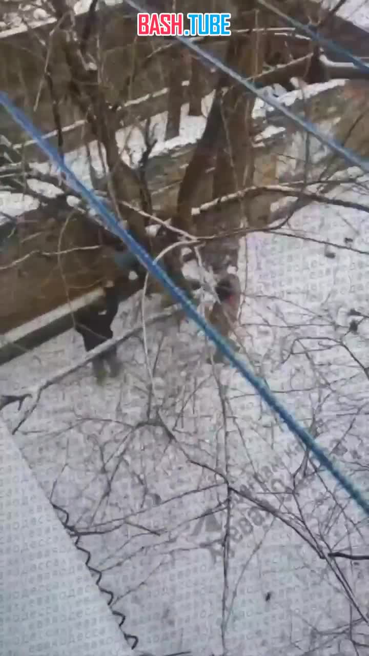  В Одессе мужчина залез на дерево, чтобы его не схватили военкомы в рамках мобилизации