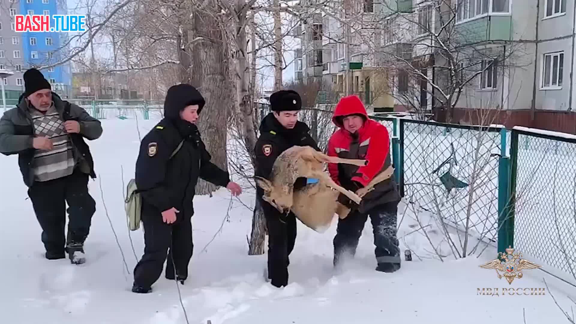  Раненую косулю отбил у собак житель Красноярского края