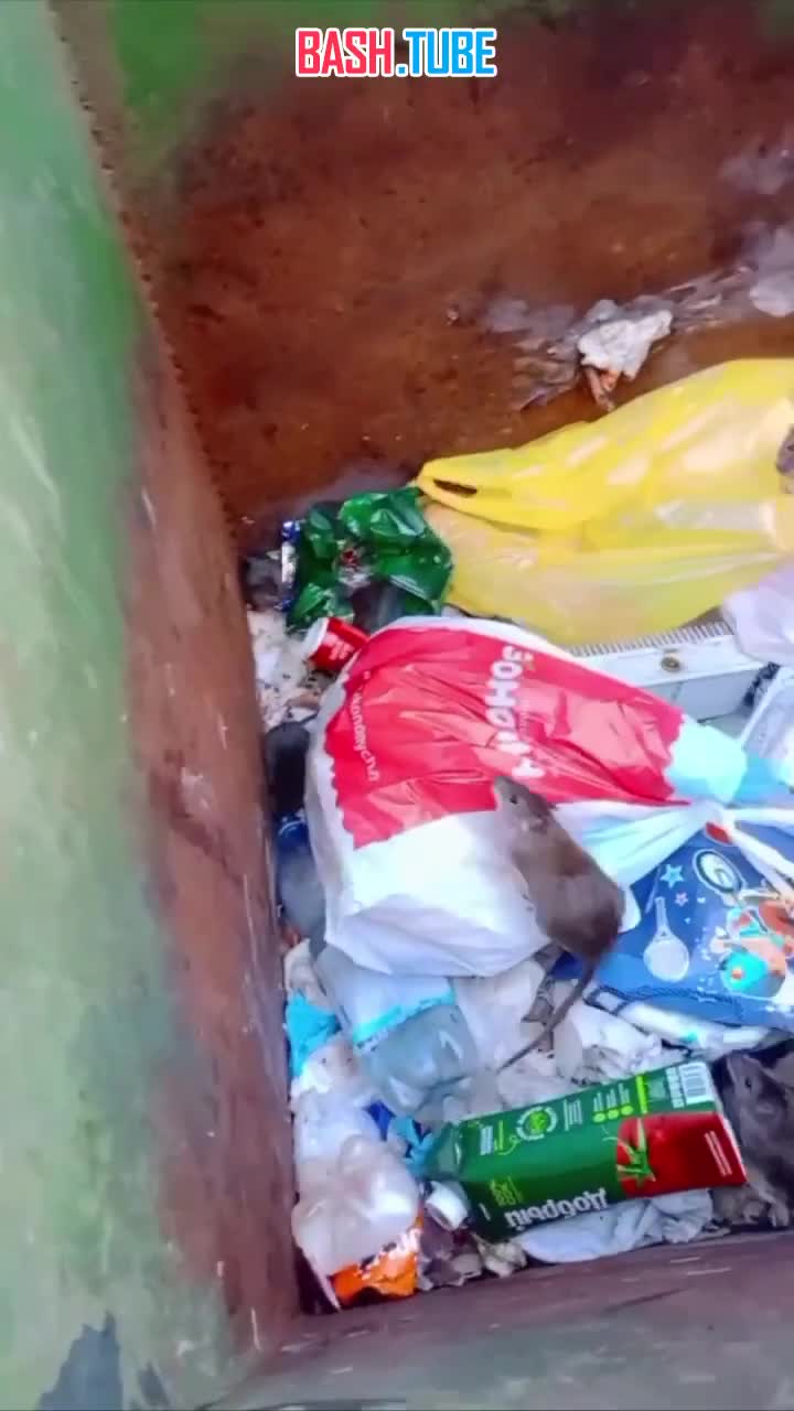  Во Владивостоке крысы оккупировали мусорки, они даже выпрыгивают на людей