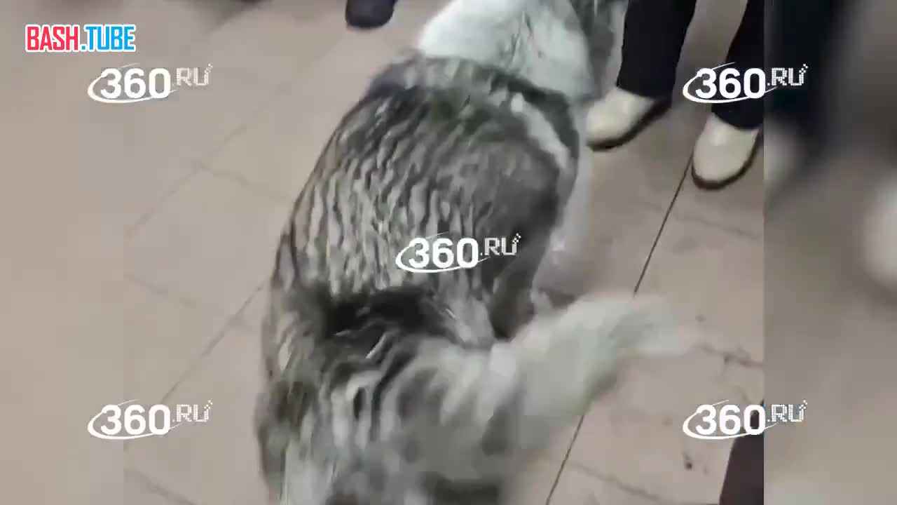  В аэропорту Кызыла есть свой Хатико