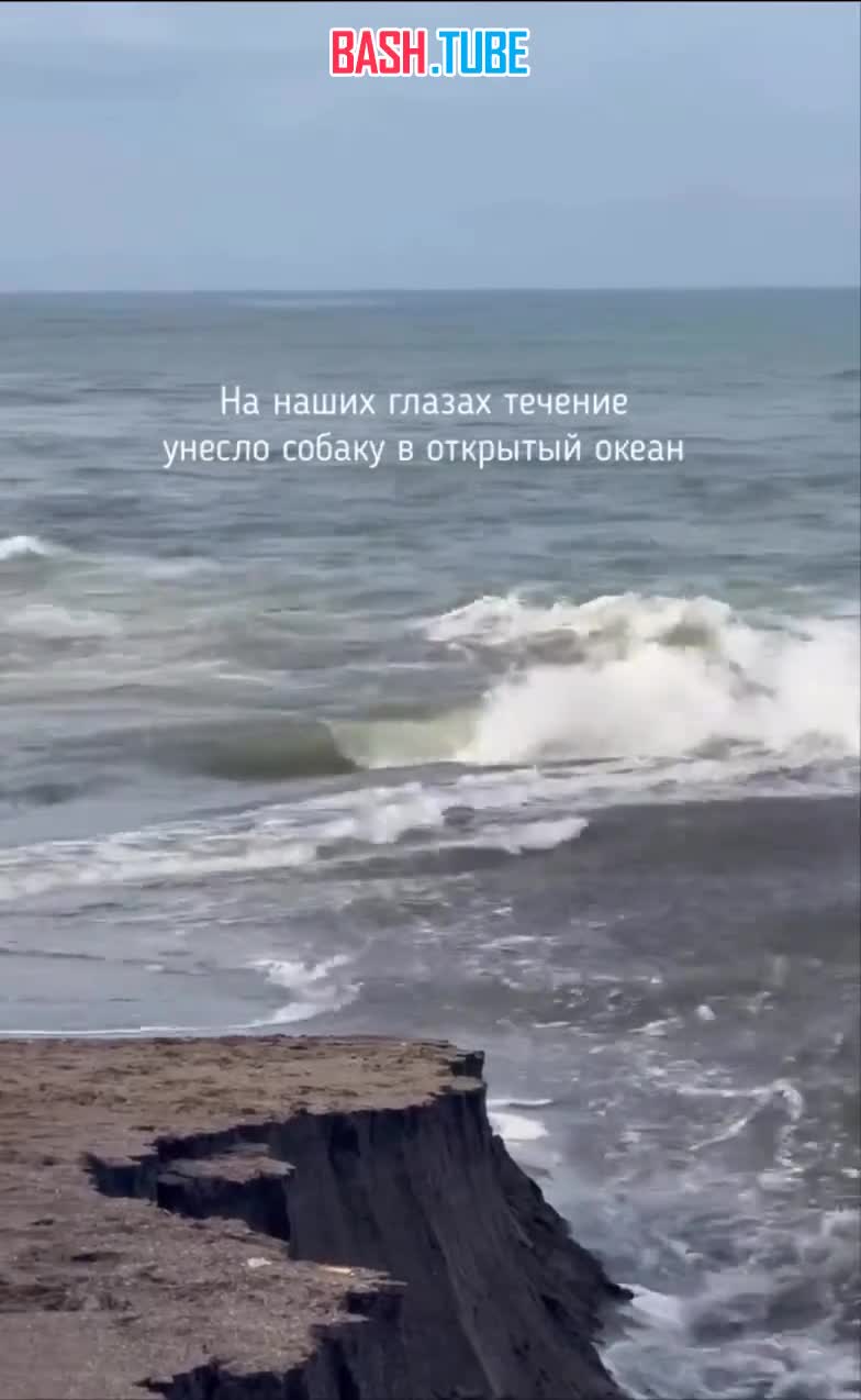  На Бали россиянин бросился в океан и спас тонущую собаку