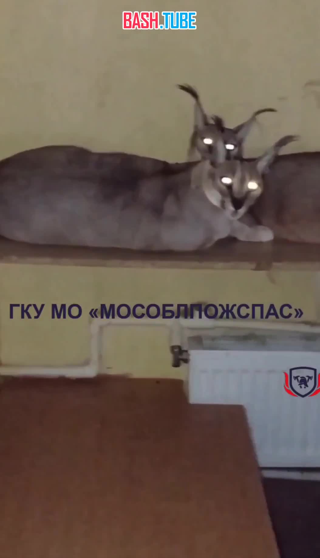  Десять породистых кошек спасли от разгоревшегося пожара в жилом доме в подмосковных Химках