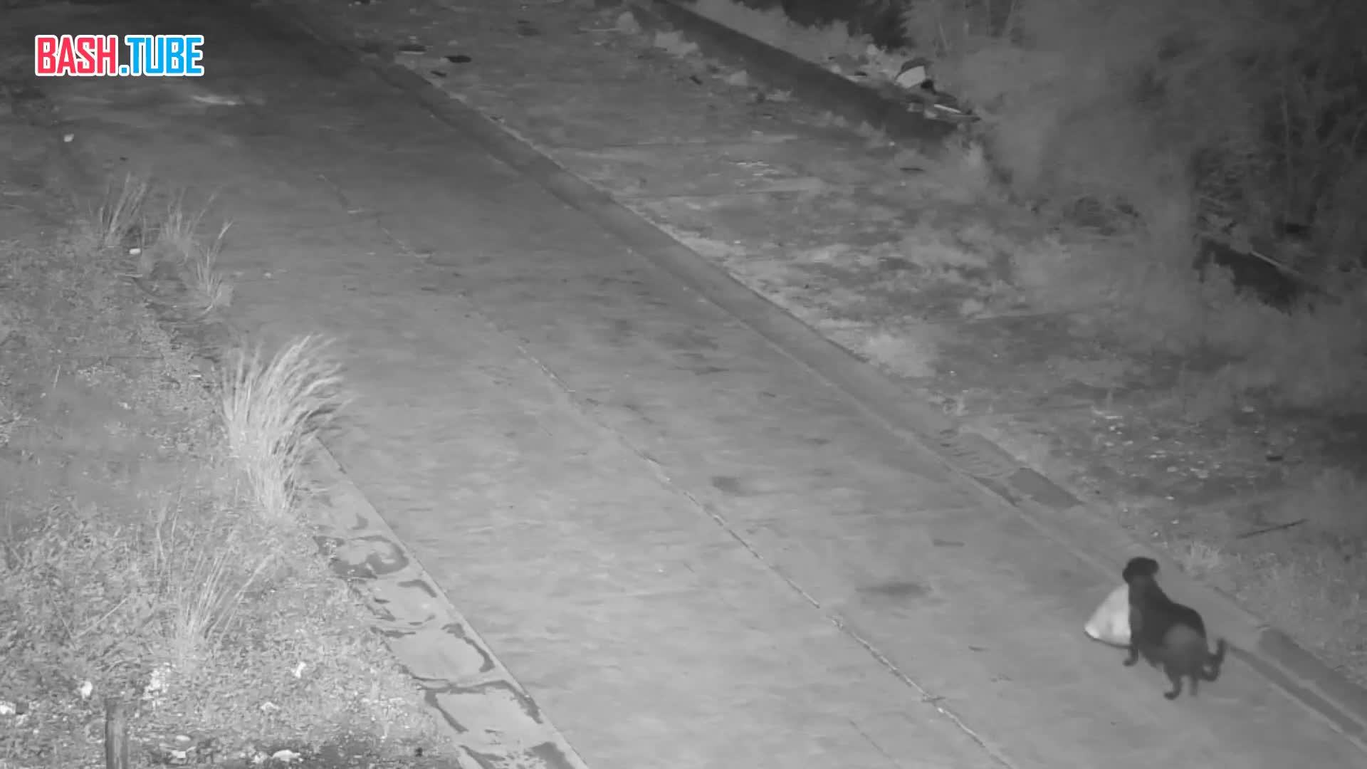  Хозяин научил пса выбрасывать мусор, чтобы самому не платить штраф