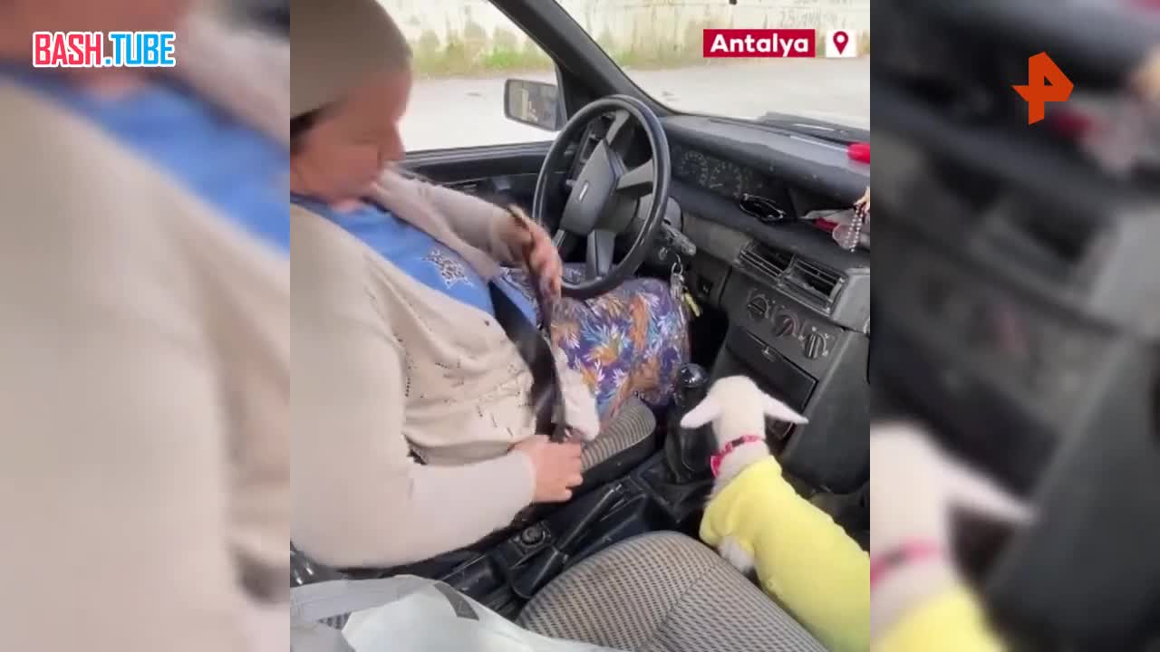  Овца отказалась от новорожденного малыша, маму ягненку заменила жительница турецкой деревни Куршунлу
