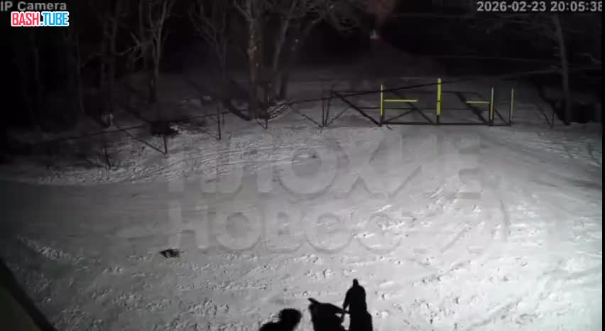  В ЛНР живодер натравил собаку на уличных котов, а затем пинками раскидал их бездыханные тела