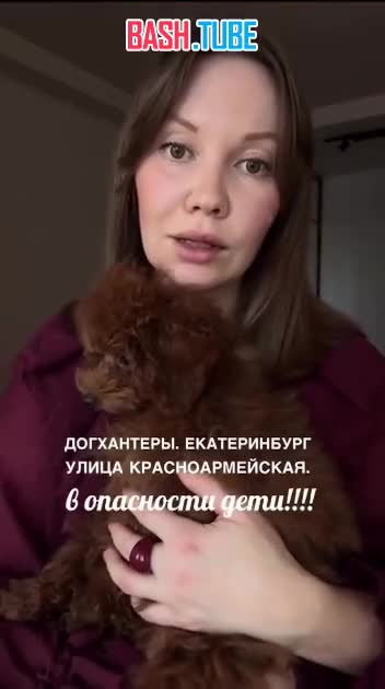  В Екатеринбурге активизировались догхантеры, травят собак в два раза чаще, хозяева убирают яд сами