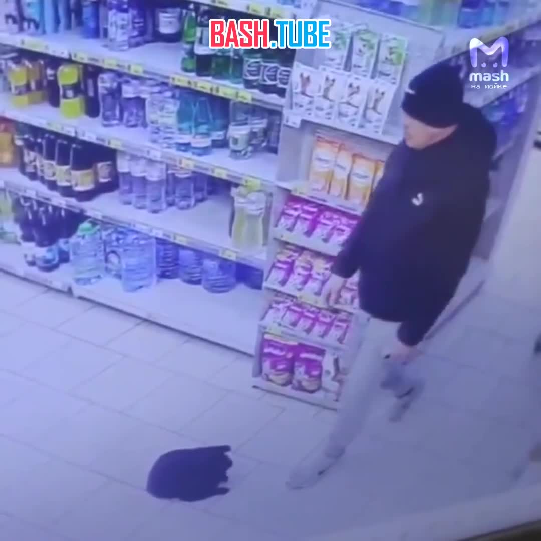  Покупатель наступил на магазинного кота в Отрадном