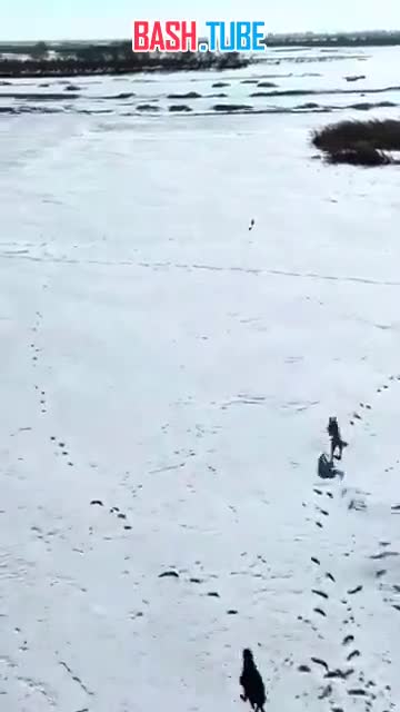  В Китае засняли эпичную погоню собак за зайцем и это с уверенностью можно назвать самым напряжённым экшеном последних лет