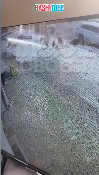  Два алабая-убийцы на самовыгуле терроризируют микрорайон в Хабаровске