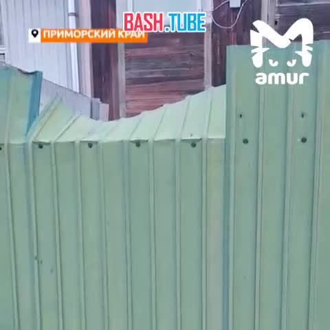  Женщина закидала бомбочками тигра, который пришёл поужинать собакой в Приморье