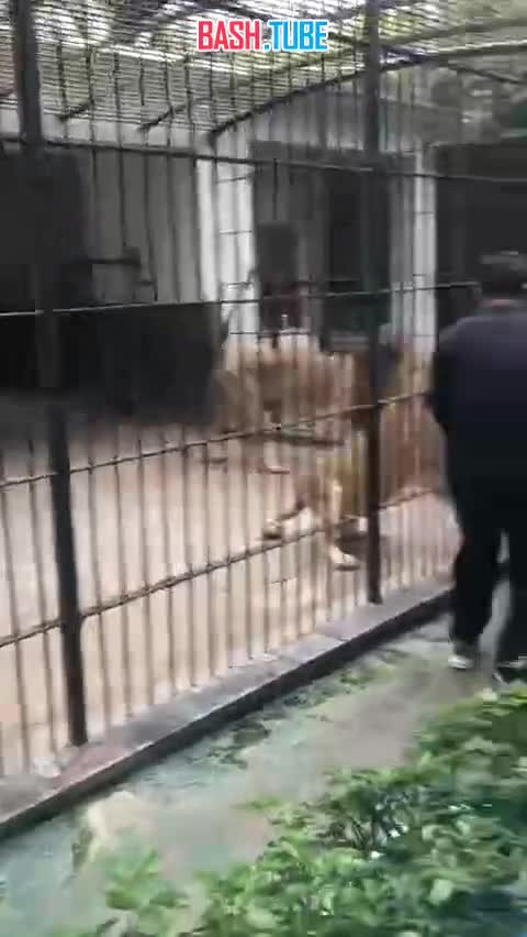  Видео спасения 10-летней девочки от разгневанной львицы находившимся рядом мужчиной в китайском городе Чжуншань