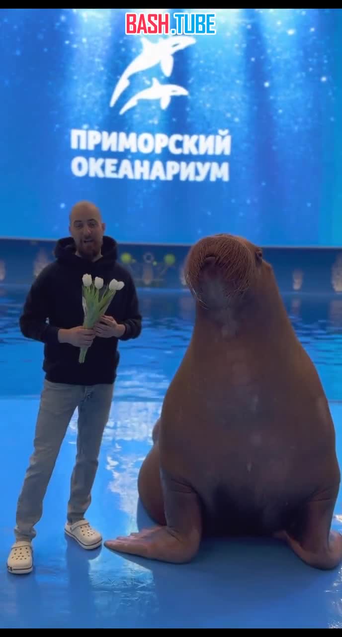  Звезда Приморского океанариума во Владивостоке морж Миша в этом году также не забыл поздравить всех женщин с 8 марта