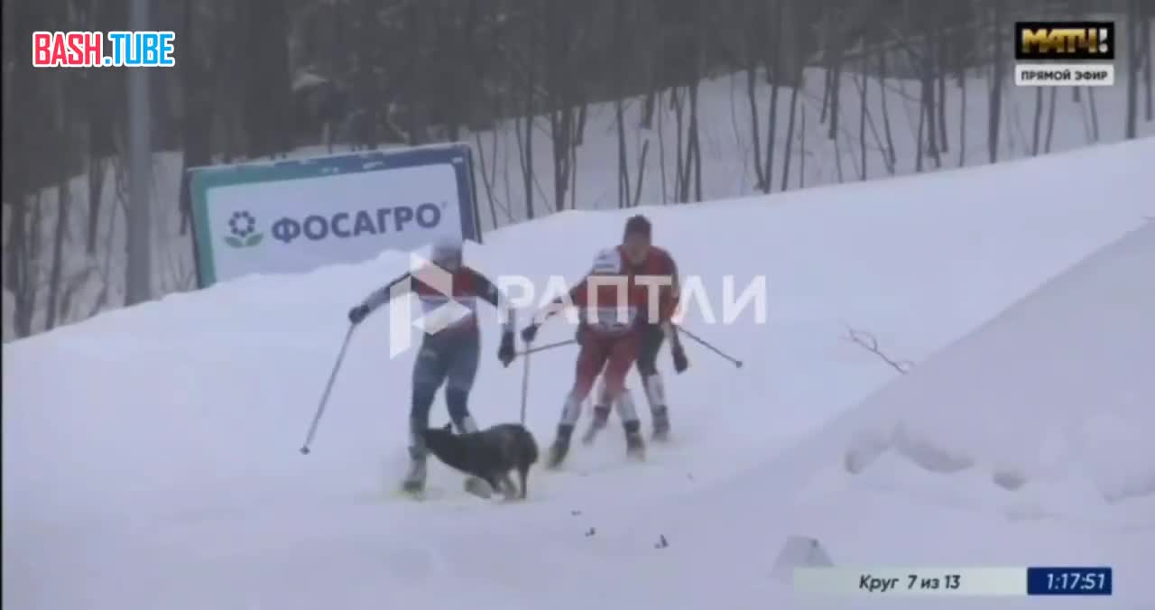  Собака - друг человека, но не лыжника