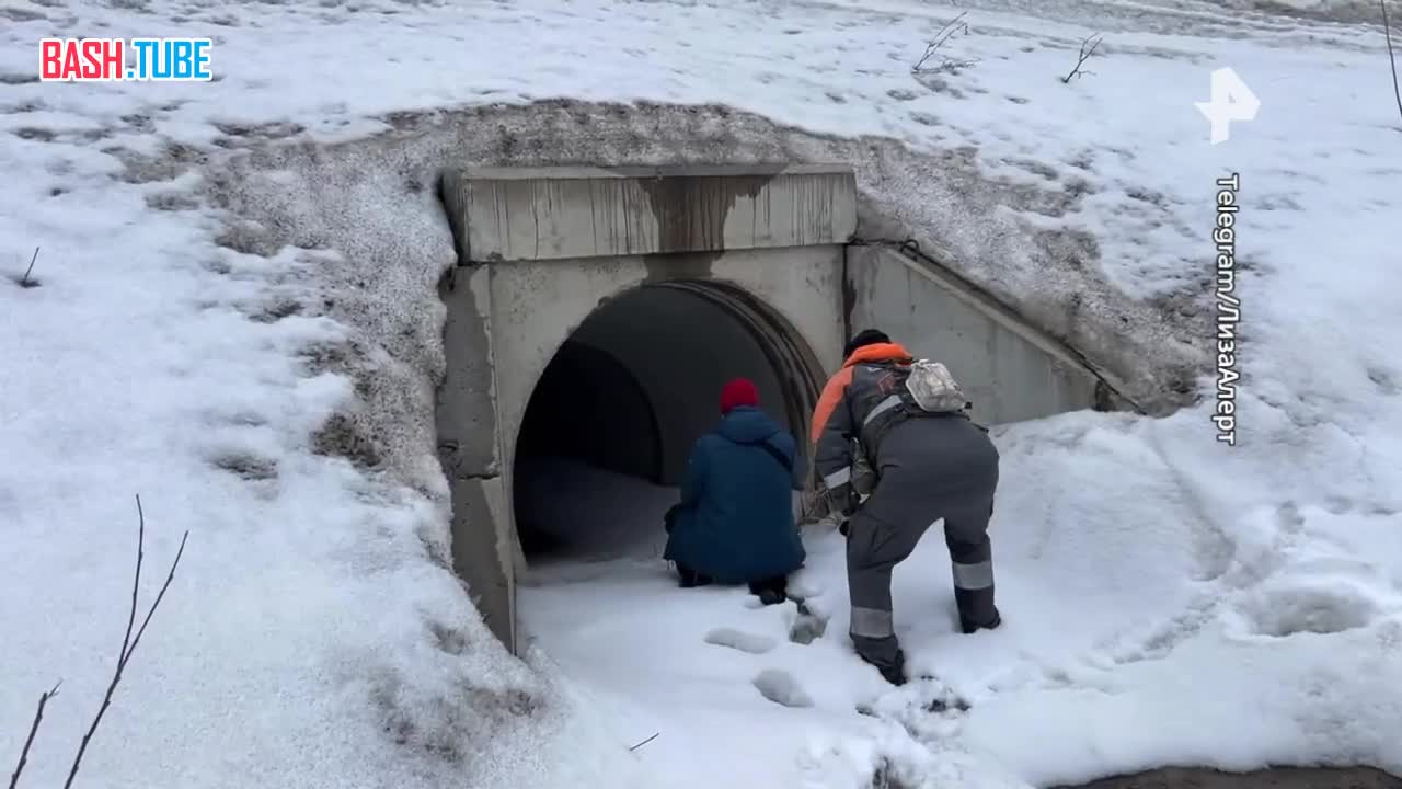  В поисках троих пропавших детей в Подмосковье участвуют почти 500 человек, сообщили в поисковом отряде «ЛизаАлерт»
