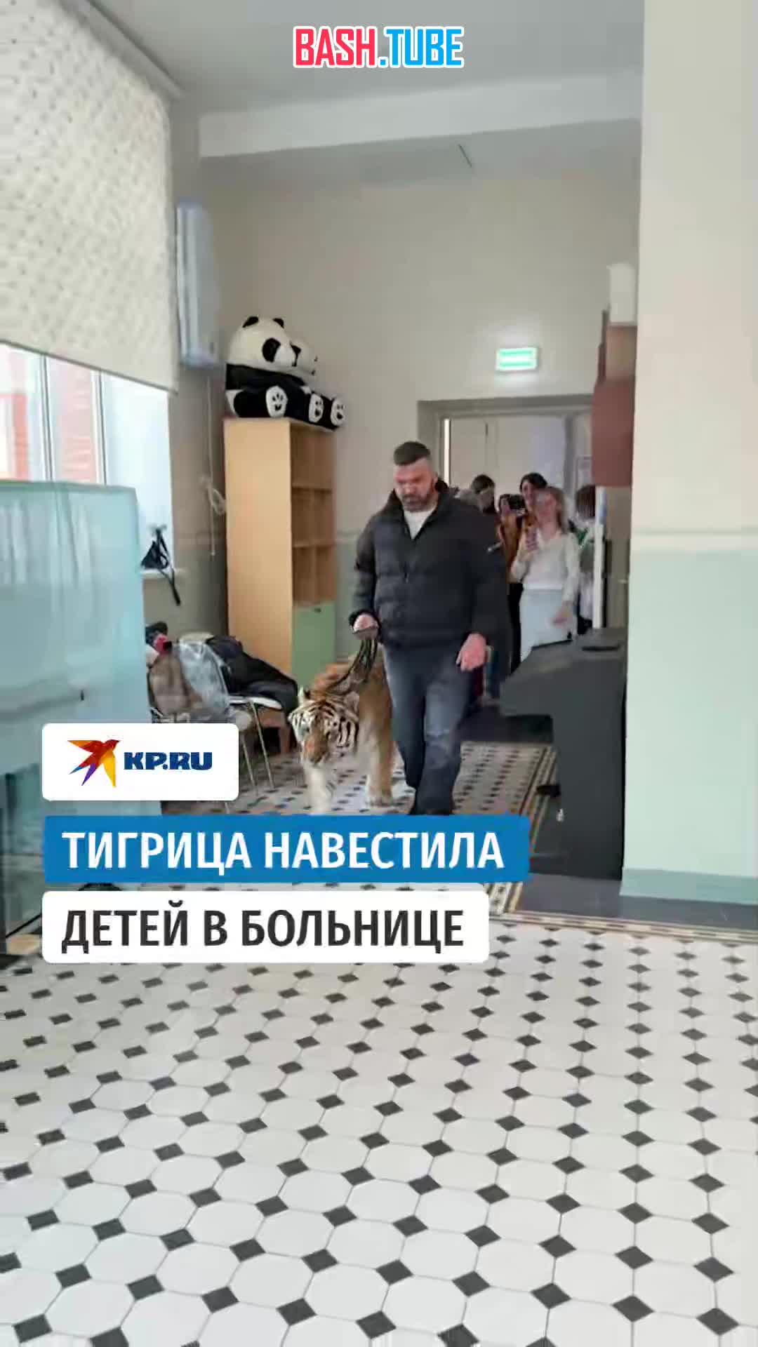  Дрессировщик привел тигра в детскую больницу в Москве