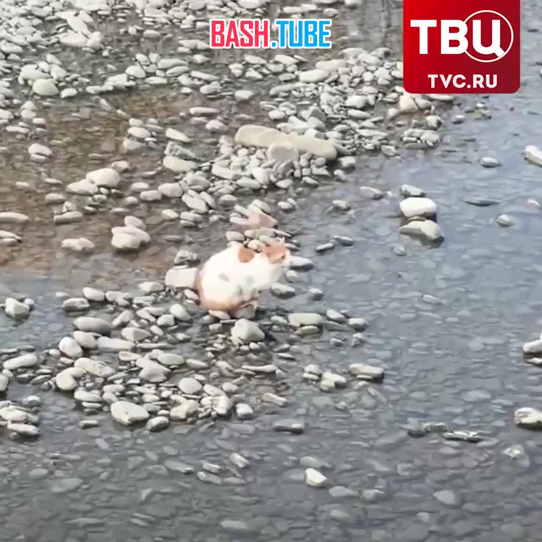  Неизвестный в Сочи выкинул кота с шестиметровой высоты в воду