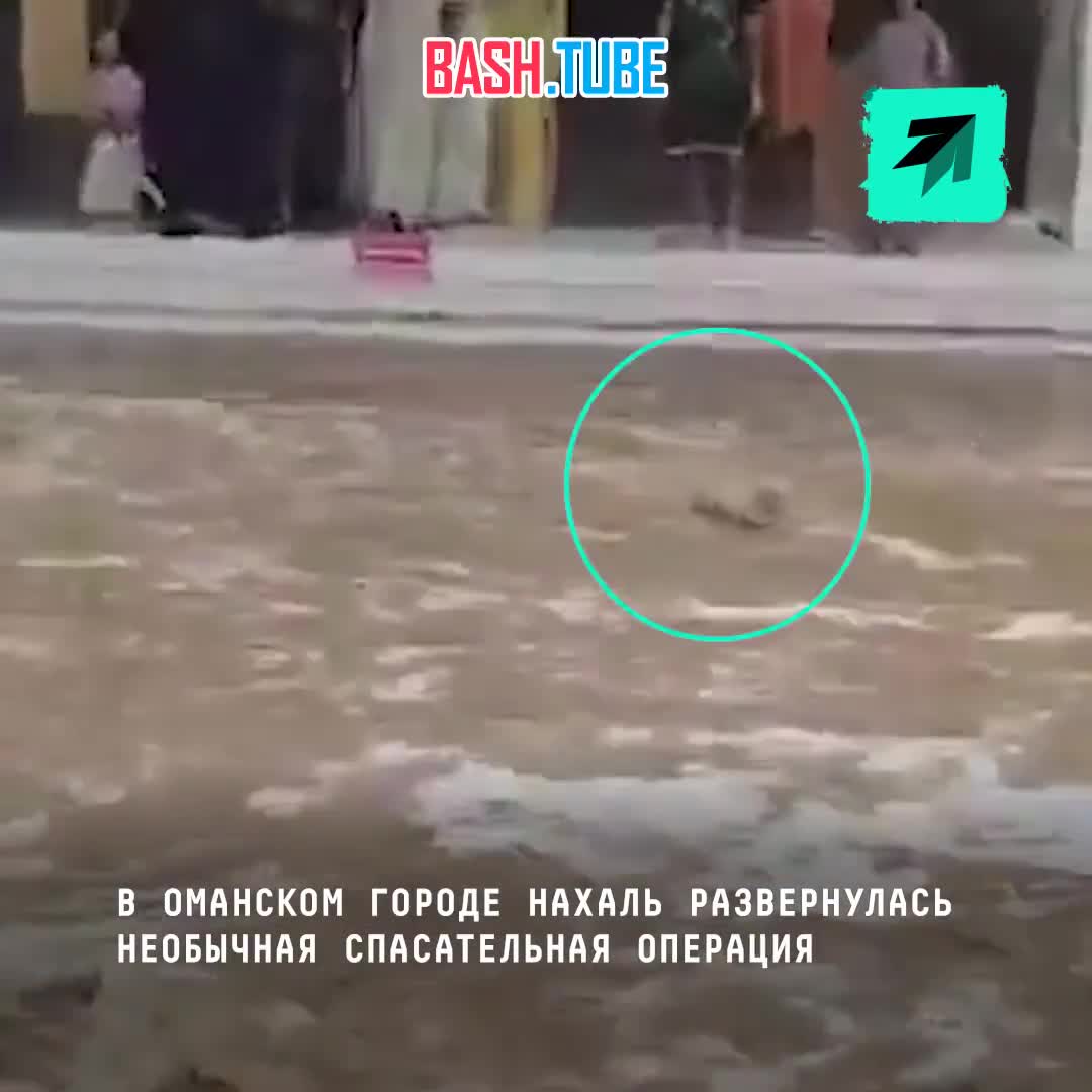  Благодарственное «мау»: в Омане развернулась трогательная спасательная операция