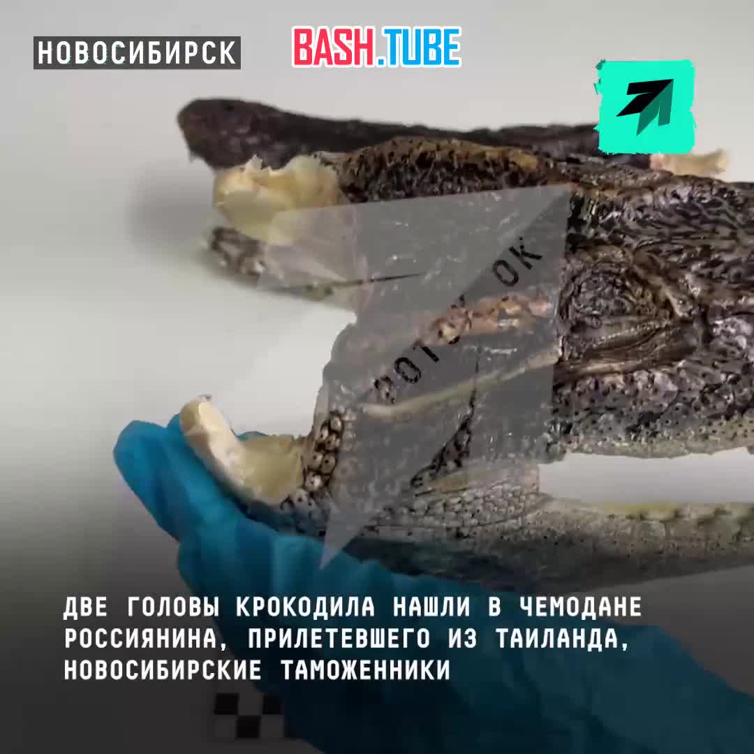  Две головы крокодила нашли в чемодане россиянина, прилетевшего из Таиланда, новосибирские таможенники