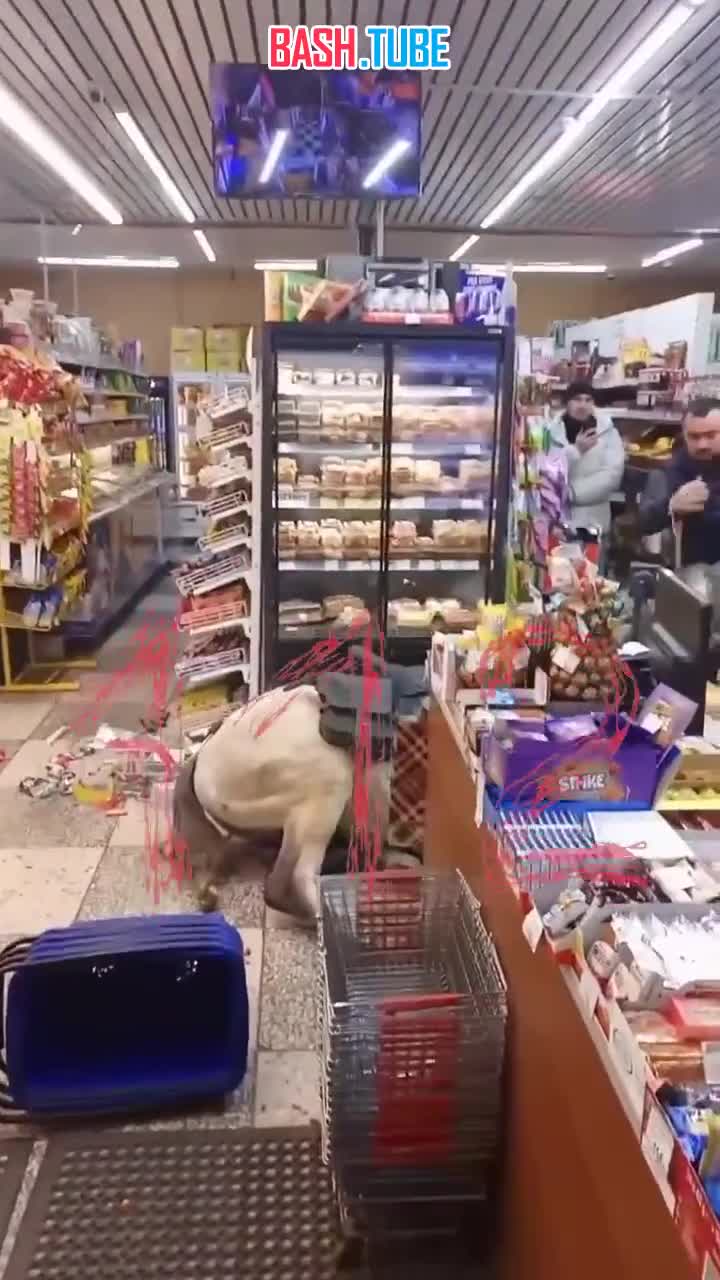  Мужчина «завалился» прямо на коне в продуктовый магазин в Сочи