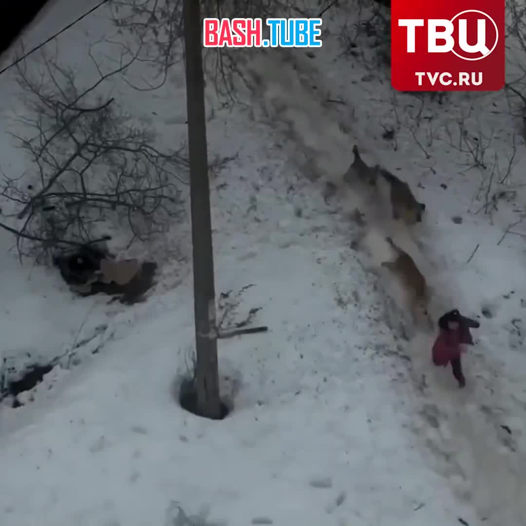 Бродячие собаки напали на ребенка в Пермском крае