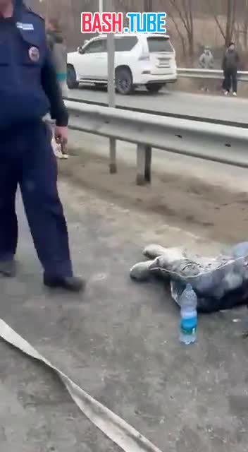  В Приморье инспектор ДПС погиб во время преследования мотоцикла в Надеждинском районе